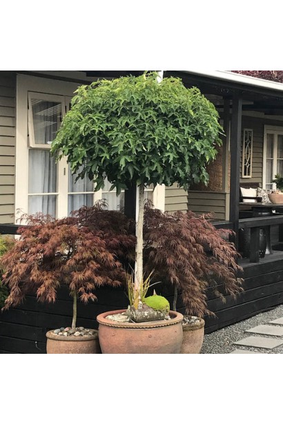 Декоративний ліквідамбр смолоносний на задньому дворі, поруч із іншими рослинами.